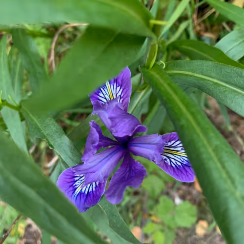 Item #81393590591900820048764161252744971355919767669927954307435201784896236290049 Media