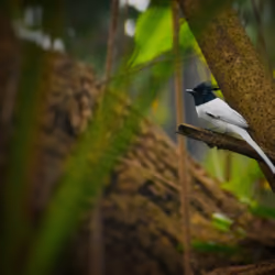 Indian Paradise Flycatcher #046