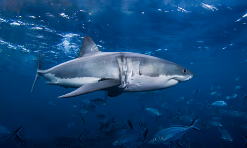 Item #3147264944406700661199990101931342713286422144963427559940462043562179035137 Media