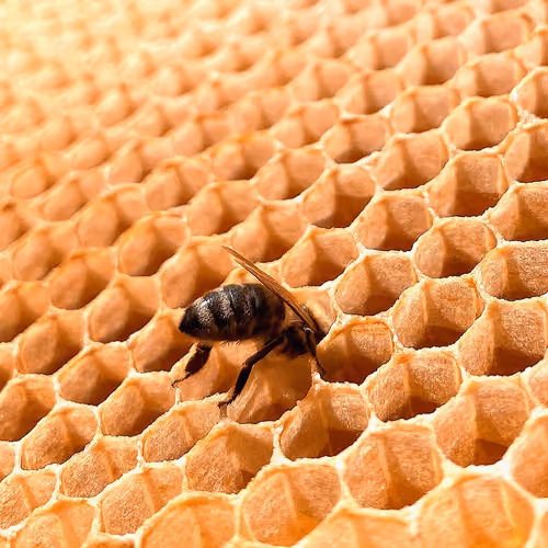 bee on the honeycomb