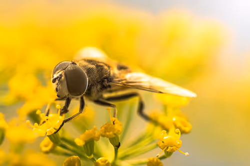 Item #105090597216655980557633683149084672751347825439893935605656298044109608714241 Media