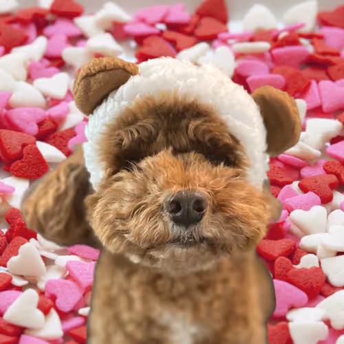 Item #50435629414903080732398685353811858649064922584428316907703266733338843414529 Media