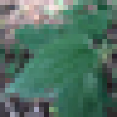 24px Plant #20