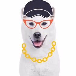 Kishu Dog 