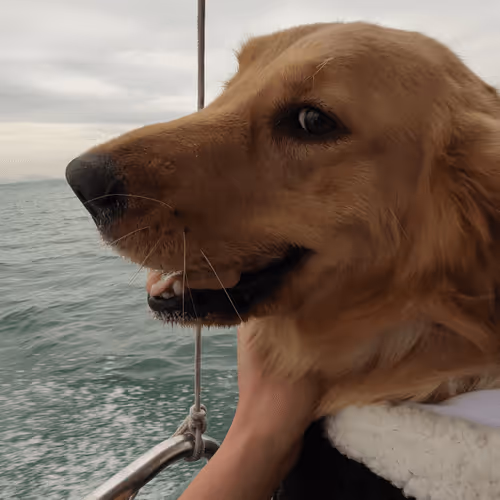 Cute-Dog