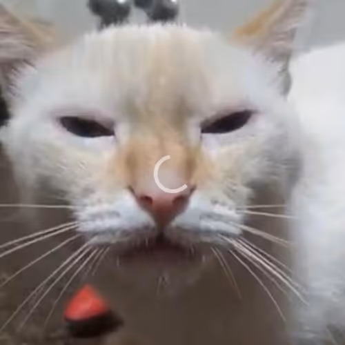 49666769150770803657779170053134015097225589817990272260740973427938763472897