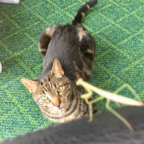 103404178097499436189674744024642702727411150258758370614762119602408125366273