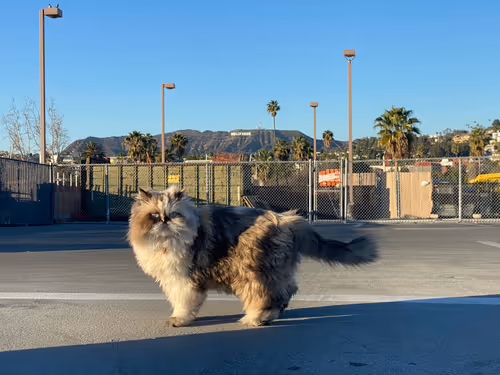 Item #88063557034118437660925886446302507819426649905583175627315428965206443687937 Media