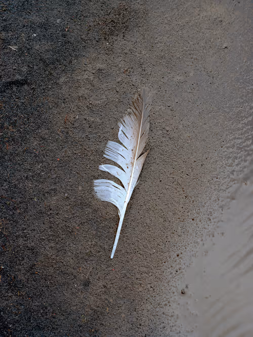 Item #40373317050711425247469650801414291814873708363941577310012555810958246674433 Media