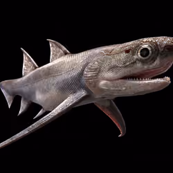 a shark