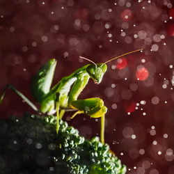 Mantis, Under deep Red sky