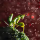 Mantis, Under deep Red sky