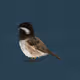 act one birds