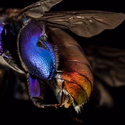 purple orchid bee 4