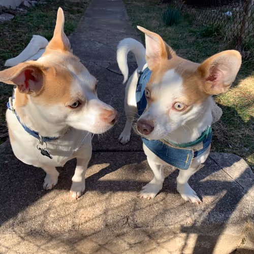 Jayydiggs Collection