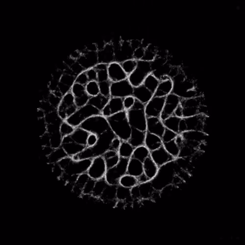 The Human Infection No.5