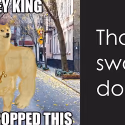 THANKS SWOLE DOGE