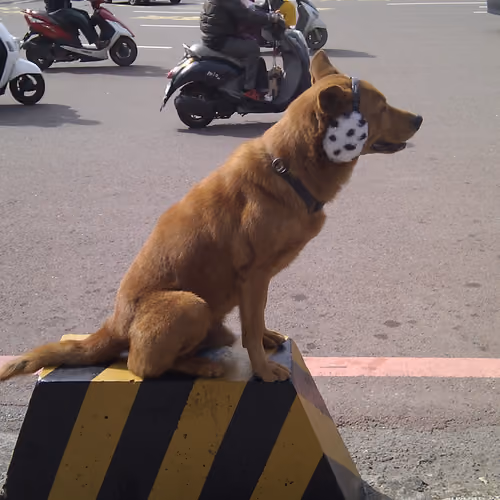 Launching Doge