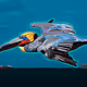 Peninsula Pelicans