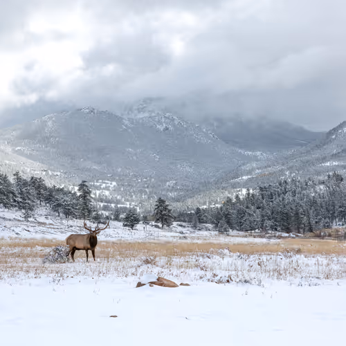 Balance #45 Elk