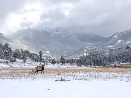 Item #19207338348144225692080396183640865546201068415206893468727031829975141449729 Media