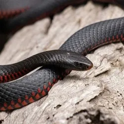 Red and Black Snake | Pets, Birds and Animals |