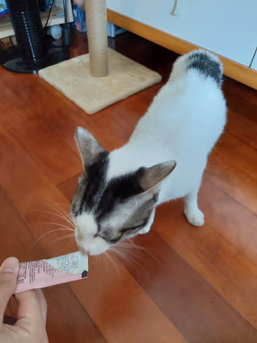 Item #99936926881834722245494880846447902772970396691943269501904837341793325416449 Media