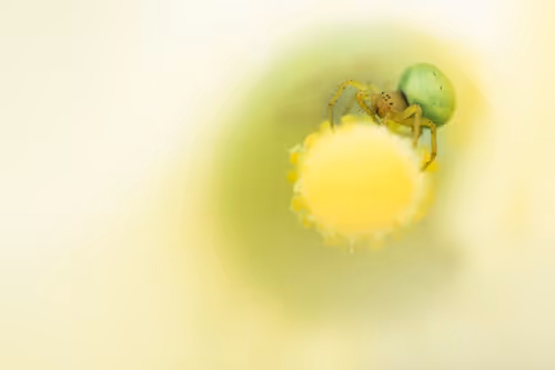 Item #11893448461842202167923125391346137616384292588036434545660885346240052592641 Media