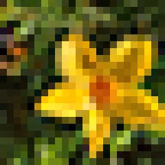 24px Plant #19