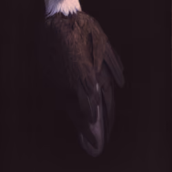 An Eagles Freedom 2