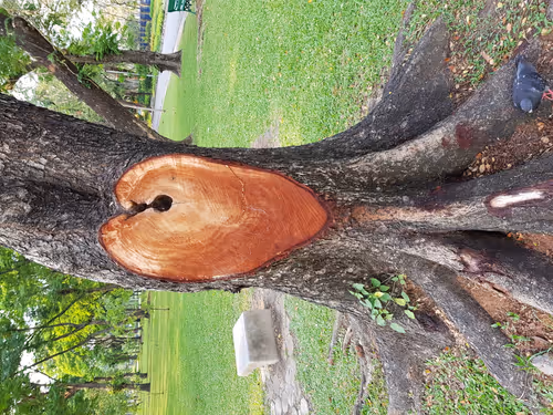 The Heart in Chatuchak Park