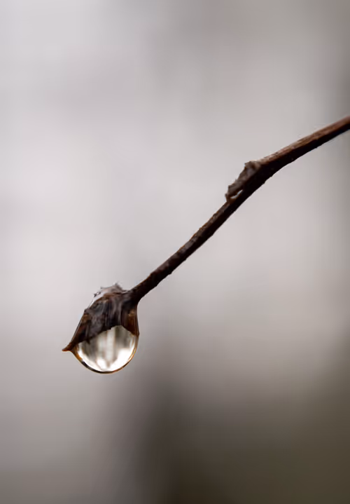 Item #59259199848972023857732761646304634361280699770576024418514166903669562277889 Media