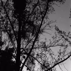 bestOf1°tmax