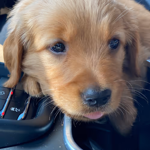 BroomStar And The Gang