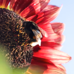 #10 big fat bee