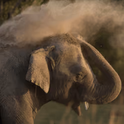 elephant cleaning