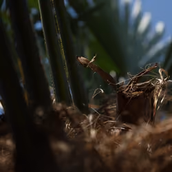 Palm tree