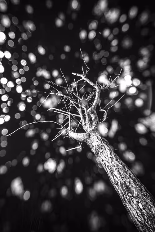 Item #38451764483071137049617104277060770361693514459204374406310069334161267621889 Media