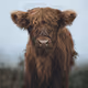 The Cow Collective