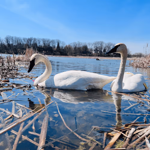 fadekingz Collection