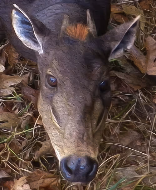 Item #95619151568614802974454947629602672965769746893472874508208249401095355367425 Media