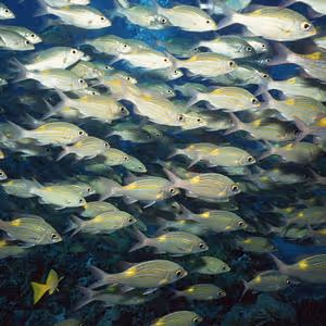 Item #56067094322151766141219103840176317729329324495198266880595846279351830052865 Media