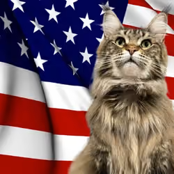USA FLAG MAINE COON MAIDEN