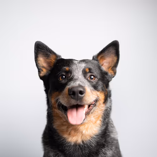 Australian Cattle Dog #DA082
