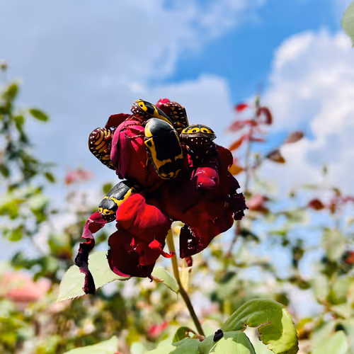 Untitled Collection #276346331