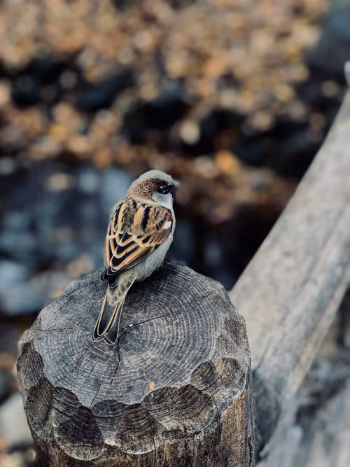 Item #85194694313482311992552065383091349733229460472009518407910609789321035644929 Media