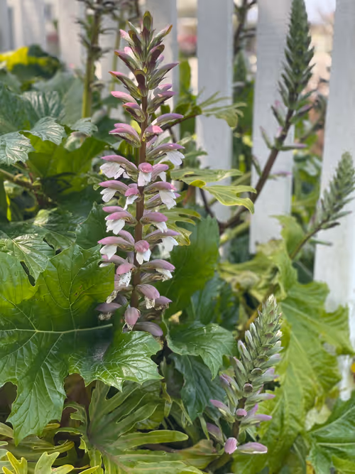 Item #66290421866561708106869782961777671001332545644432711787295824915307727683585 Media