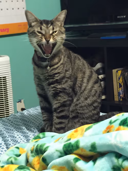 Item #66606156072709355934010029988918331953979457548915006299011308053397399142401 Media