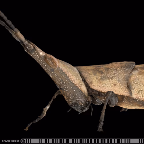 Item #58963443345665771353505984304139328775102797162935968682550101675863143612417 Media