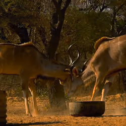 Nyala fighting